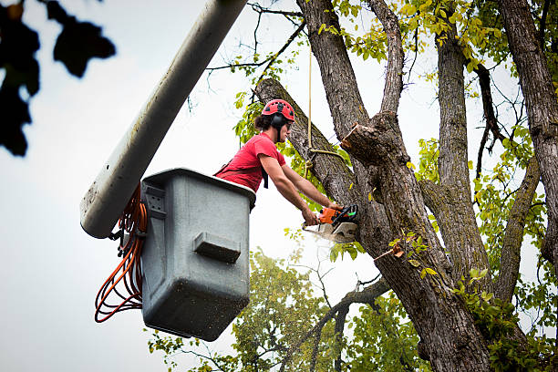 Reliable Bull Shoals, AR Tree Service Solutions